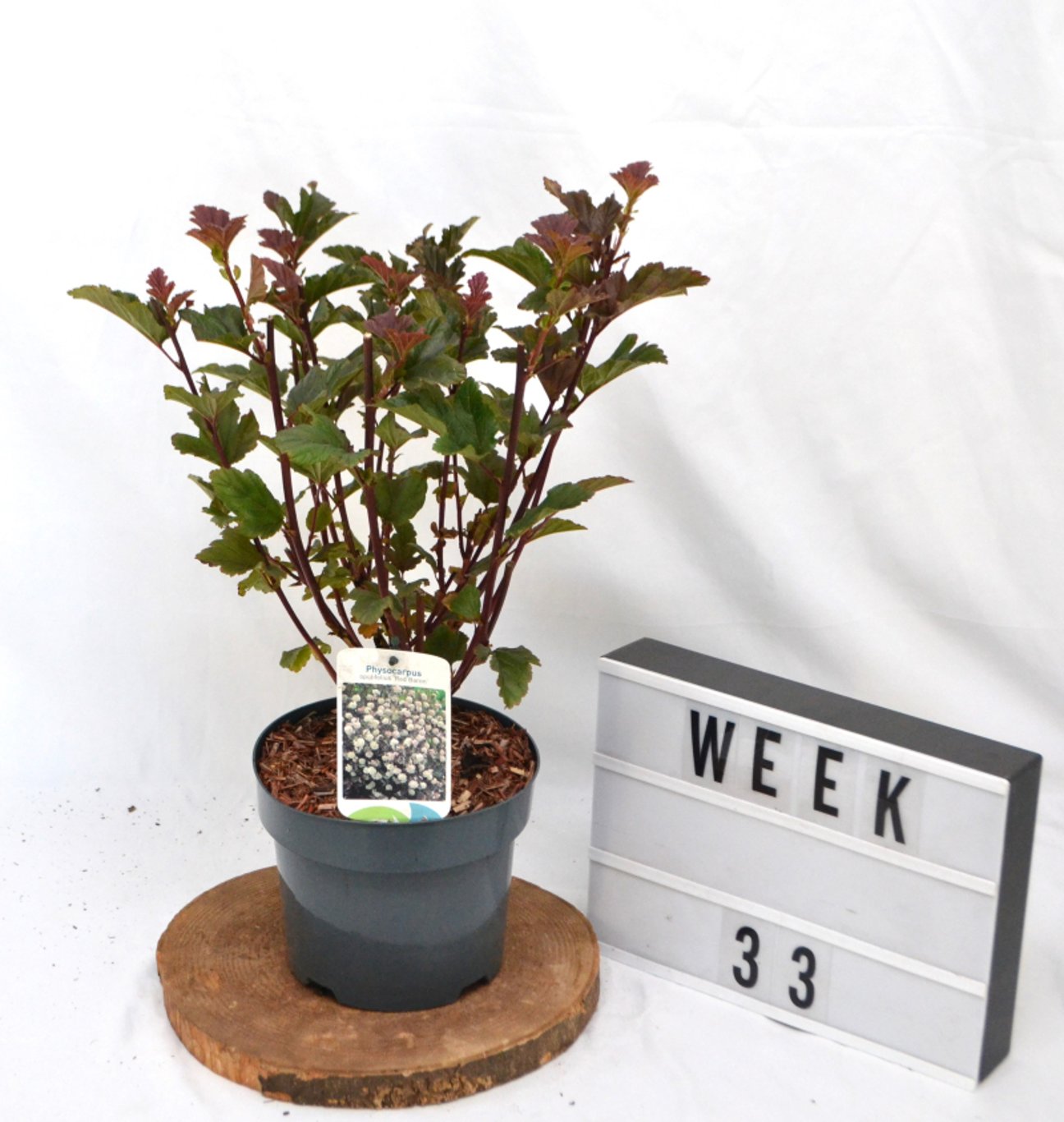 Physocarpus opulif. 'Red Baron' - C3 20-40 CM